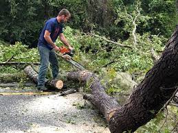 How Our Tree Care Process Works  in Kensington, CT