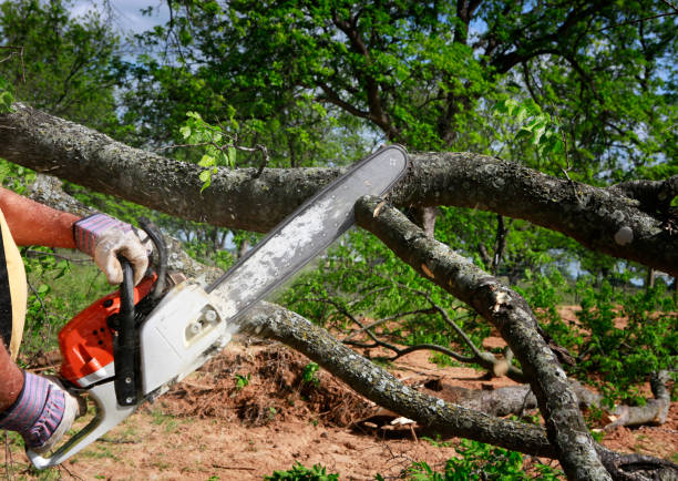 Best Tree Removal  in Kensington, CT